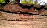 Hymenochaete rubiginosa image