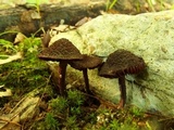 Inocybe tahquamenonensis image
