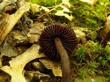 Inocybe tahquamenonensis image