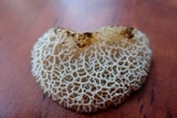 Auricularia delicata image