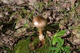 Amanita brunnescens image