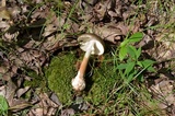 Amanita brunnescens image