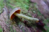 Hygrocybe taekeri image