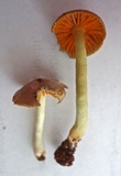 Hygrocybe taekeri image
