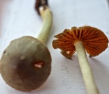 Hygrocybe taekeri image