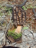 Morchella brunnea image