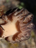 Morchella brunnea image