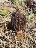 Morchella brunnea image