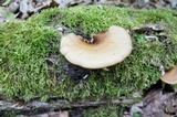 Royoporus badius image
