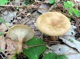 Clitocybe gibba image