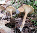 Clitocybe gibba image