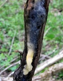Fusicolla merismoides image