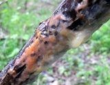 Fusicolla merismoides image