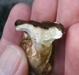 Jahnoporus hirtus image