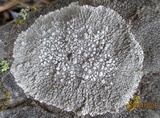 Lecanora rupicola var. rupicola image
