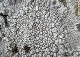 Lecanora rupicola var. rupicola image
