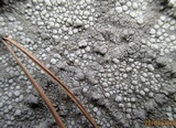 Lecanora rupicola var. rupicola image