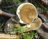 Jahnoporus hirtus image