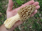 Morchella americana image