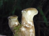 Jahnoporus hirtus image