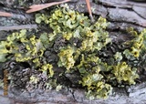 Vulpicida pinastri image