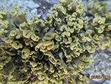 Vulpicida pinastri image