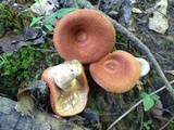 Lactarius peckii image