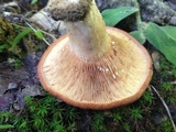 Lactarius peckii image