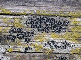 Buellia triseptata image