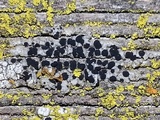Buellia triseptata image