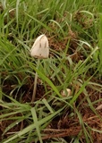 Conocybe apala image