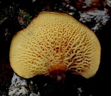 Boletinellus exiguus image