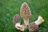 Morchella americana image