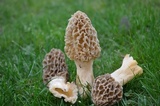 Morchella americana image