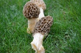 Morchella americana image