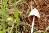 Conocybe apala image