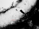 Amandinea punctata image