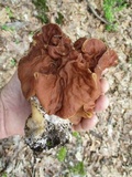 Gyromitra brunnea image