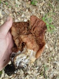 Gyromitra brunnea image