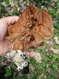 Gyromitra brunnea image