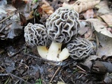 Morchella diminutiva image