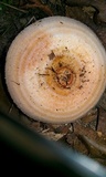 Lactarius chrysorrheus image