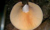Lactarius chrysorrheus image