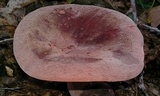 Lactarius corrugis image