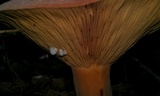 Lactarius corrugis image
