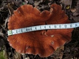 Lactarius peckii image