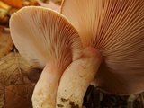 Lactarius pubescens image