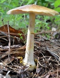 Amanita flavorubescens image