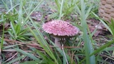 Boletellus ananas image