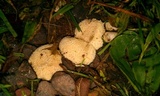 Lycoperdon echinatum image